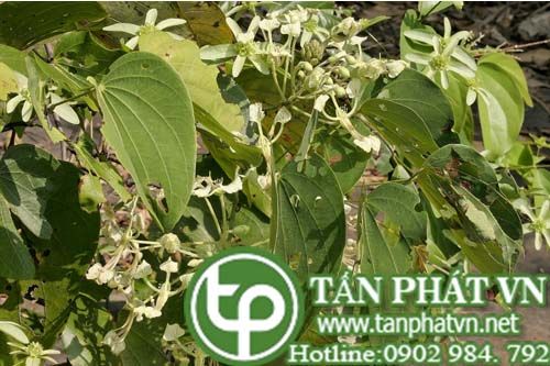 Móng bò hậu giang hạ ngâm rượu, làm thuốc chữa đau bụng Móng bò hậu giang hạ ngâm rượu, làm thuốc chữa đau bụng