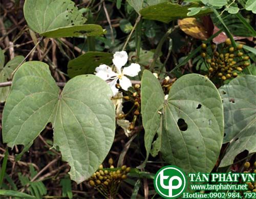 Móng bò lửa làm thuôc chữa hậu sản chữa bệnh phù Móng bò lửa làm thuôc chữa hậu sản chữa bệnh phù