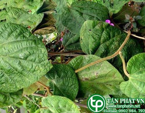 Mã đậu linh chữa viêm dạ dày, ruột, chữa vết thương, nhọt độc Mã đậu linh chữa viêm dạ dày, ruột, chữa vết thương, nhọt độc