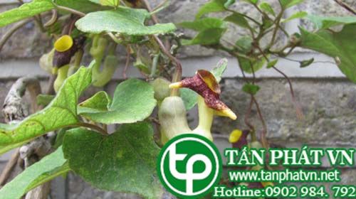 Mã đậu linh lá giúp lợi tiêu, chữa tiểu khó khăn Mã đậu linh lá giúp lợi tiêu, chữa tiểu khó khăn