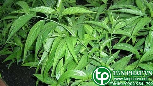 Mảnh công dùng để nấu canh ăn, chữa sưng khớp, gẫy xương Mảnh công dùng để nấu canh ăn, chữa sưng khớp, gẫy xương