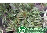 Bả dột giúp tiêu sưng, tiêu viêm, mụn nhọt