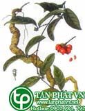 Ba kích giúp trị thận hư, đau lưng mỗi gối