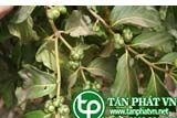 Ba kích lông giúp bồi bổ, trị xuất tinh sớm