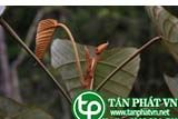 Ba soi dùng chữa mụn nhọt