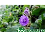 Bạc thau hoa đầu chữa rong huyết, rong kinh