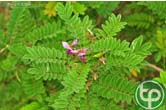 Bạch chỉ nam giúp hạ sốt, trị cảm mạo