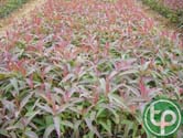 Bạch đàn đỏ giúp trị bệnh về đương hô hấp