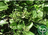 Bạch đàn hương chữa đau khớp