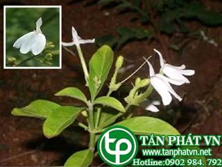 Bạch hạc giúp trị Lao phổi khởi phát, ho, viêm phế quản