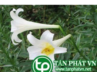 Bách hợp chữa lao phổi, ho khan, ho có đờm
