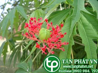 Bạch phụ  tử trị cảm gió, trúng phong co cứng, bại liệt