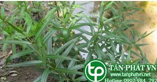 Bạch tiền lá liễu chữa ho có đờm, đau tức ngực