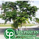 Bằng  lăng ổi trị bệnh ỉa chảy