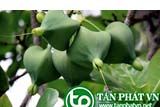 Bàng bí dùng để làm thuốc cá