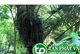 Báng giúp mạnh gân cốt trị viêm cuốn phổigiúp dễ tiêu hóa