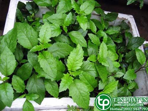 Bầu đất giúp chữa tiểu són, tiểu buốt, viêm bàng quang