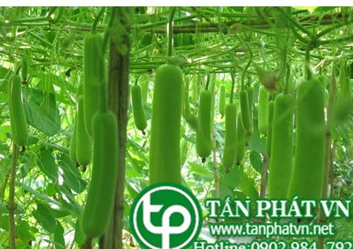 Bầu giúp thanh nhiệt chữa vàng da