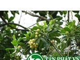 Bí Bái có tác dụng khư phong hoạt huyết, hành khí giảm đau