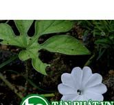 Bìm bìm chân cọp dùng trị ho ra máu và hạt dùng trị thủy thũng