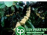 Bời lời đắng giúp trị mụn nhọt