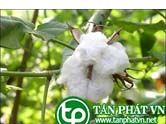 Bông vải dùng làm thuốc bổ và trị tàn nhang