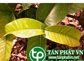 Bứa mọi dùng trị ỉa chảy