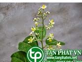Bung lai chữa cảm lạnh, đau đầu, viêm gan