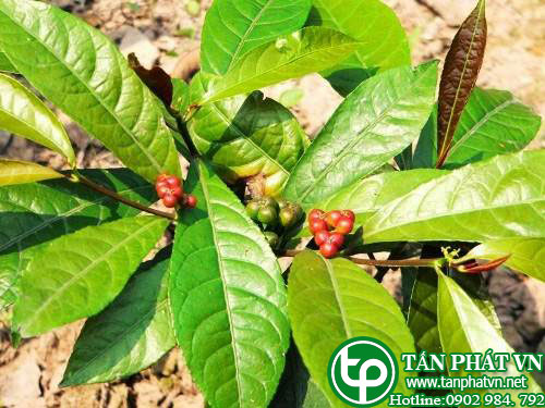 Bưởi bung có tác dụng giải cảm, trừ đờm, chống ho