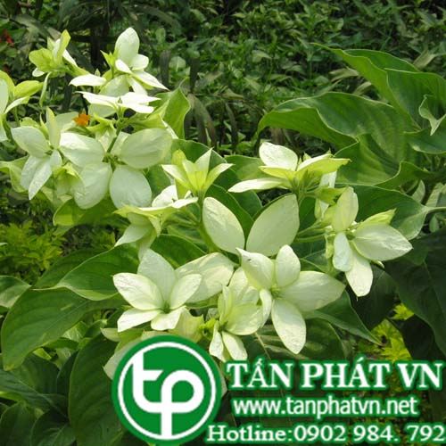 Bướm bạc quả nang có tác dụng thanh nhiệt giải độc, tiêu viêm, lợi niệu