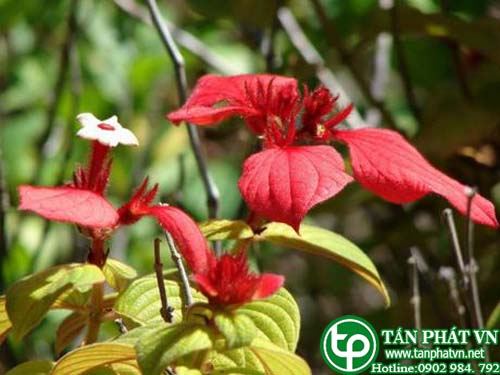 Bướm bạc Rehder giúp hạ sốt, lợi tiểu và trị hen xuyễn