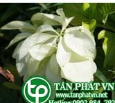 Bướm bạc trà dùng trị sốt