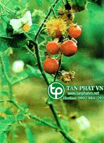 cà dại hoa đỏ trị phong thấp đau lưng, đau dạ dày