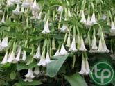 cà độc dược cảnh trị bệnh hen