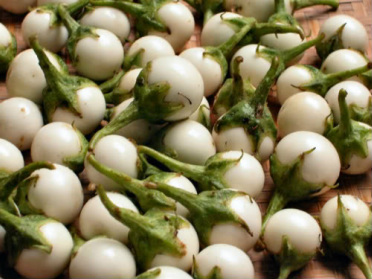 Cà pháo trị đau răng, viêm lợi