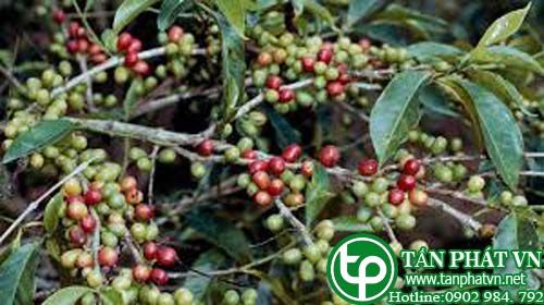 Cà phê trị suy nhược, mất sức