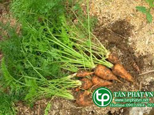 Cà rốt chữa kém ăn, uể oải, sauy yếu