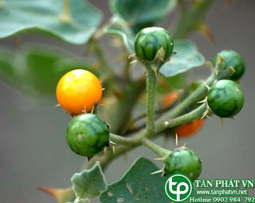 Cà trái vàng chữa đau bụng, mắt chảy nước