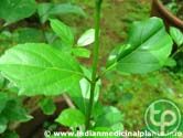 Cách lá rộng có tác dụng lợi tiểu,trị phù nhũng