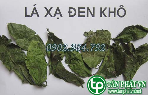 Cách phân biệt cây xạ đen?