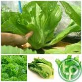 cải bẹ có tác dụng phá huyết, tán kết, tiêu thũng