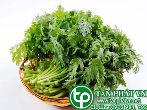 Cải cúc chữa ho ở trẻ em, kém tiêu, viêm ly