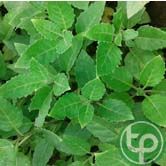 Cải kim thất chữa đau nhức xương khớp