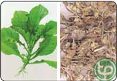 Cải trời trị tràngnhạc nhọt lở, cầm máu vết thương