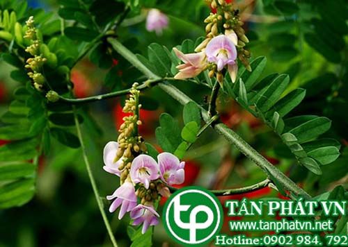 Cam thảo dây trị vú sưng đau, trị đánh trống ngực