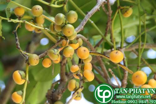 Cẩm thị dùng để duốc cá