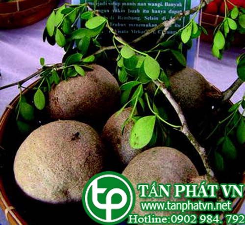 Cần thăng trị mụn nhọt ở miệng, vết đốt của côn trùng