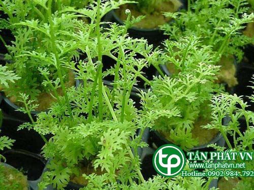 Cần trôi dung để trị các bệnh ngoài da