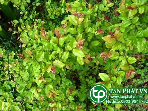 Canh châu chữa lở loét, chữa ngứa, sởi