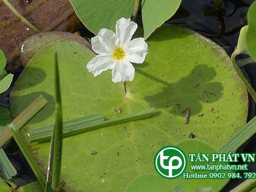 Cang giúp tiêu hóa tốt, chữa sốt